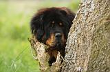 DOGUE DU TIBET 807